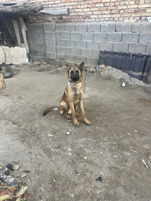 Сатылады белгиски овчарка