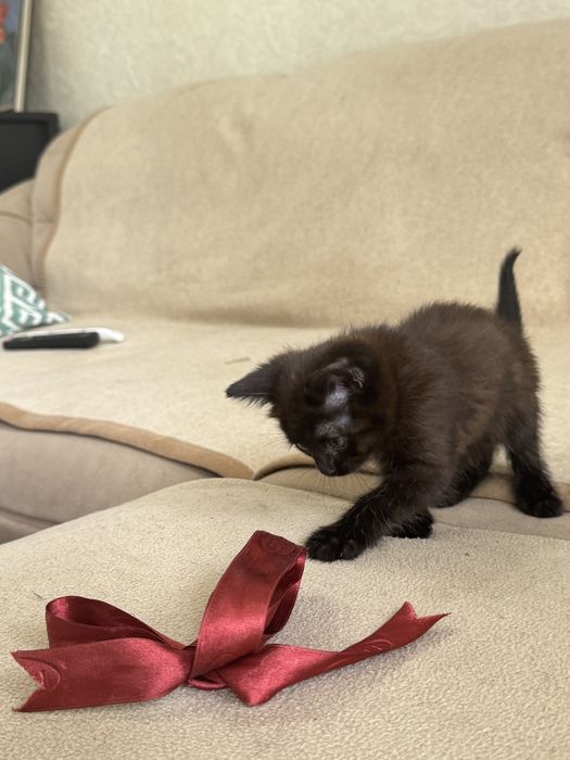 Домашние котята