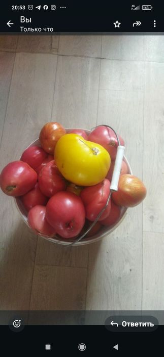 Продам домашние помидоры