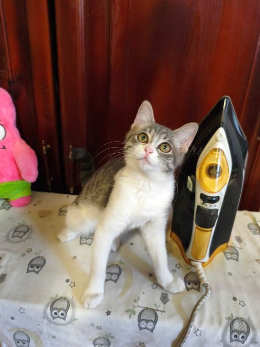 Котенок ласковый