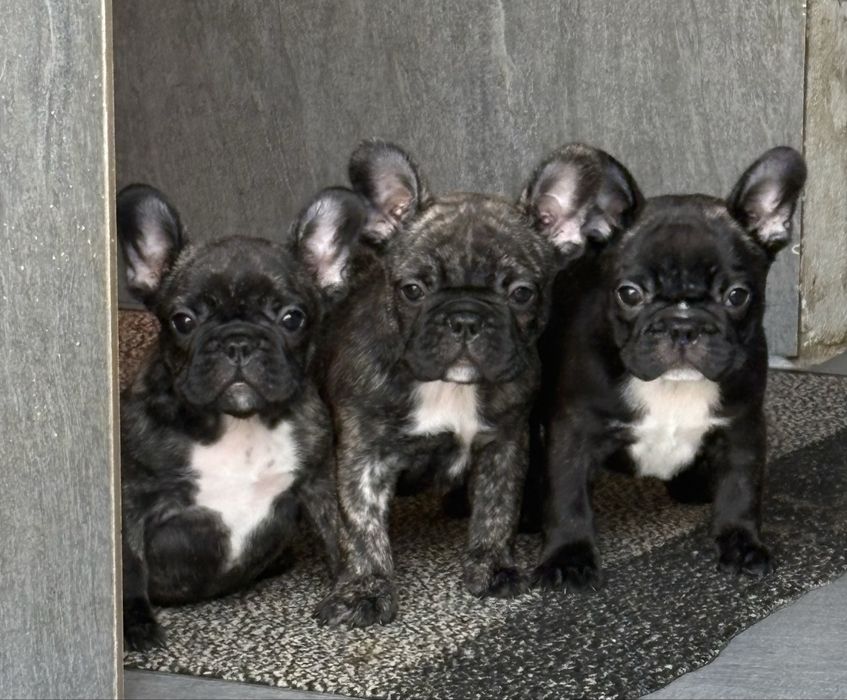 Pui Bulldog francez cu pedigree