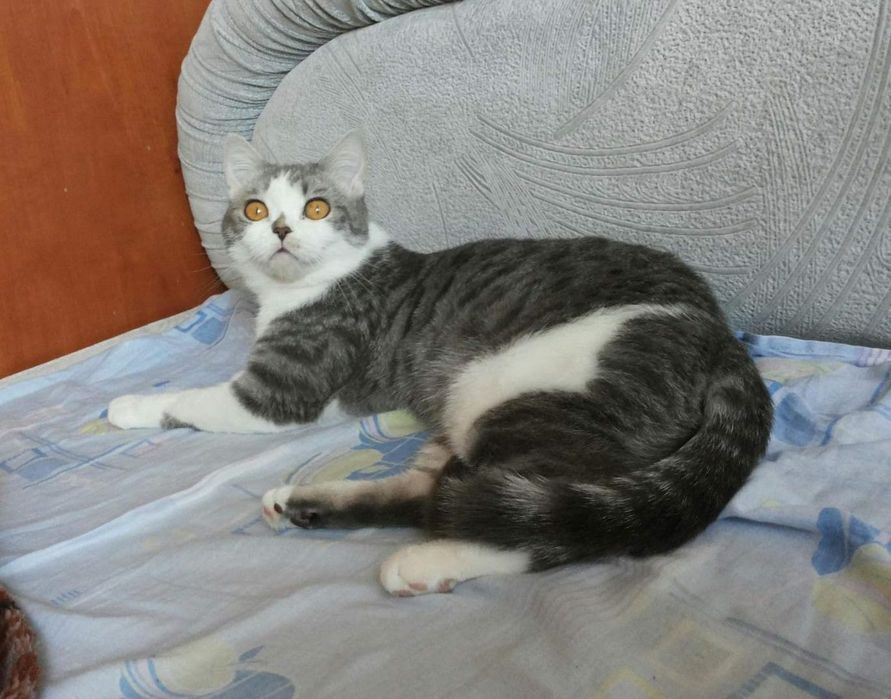 Отдам Шотландскую кошечку