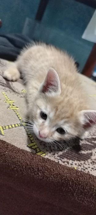 Домашний котёнок мальчик