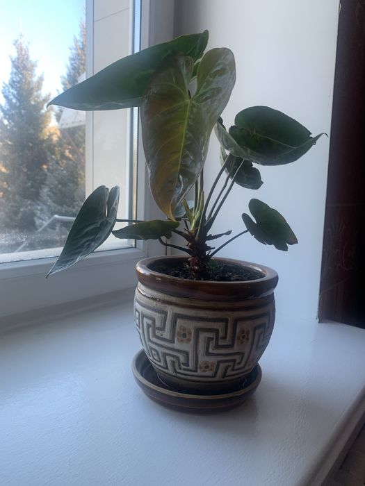 Цветы в отличном сост