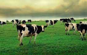 Продава се Промишлена сграда в Елхово - 20000 кв.м за 5 €/кв.м - Снимка #2