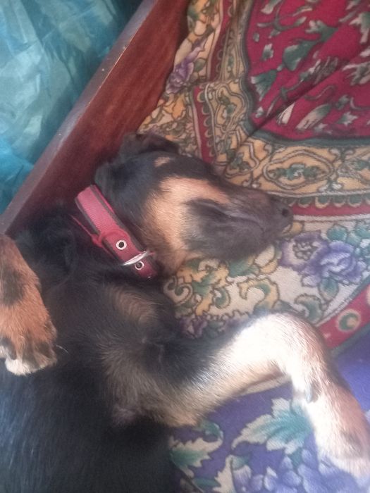 Мальчик собака Ягдтерьер для связки