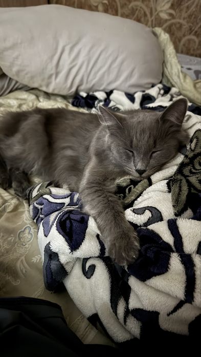 Кошка породы Нибелунг