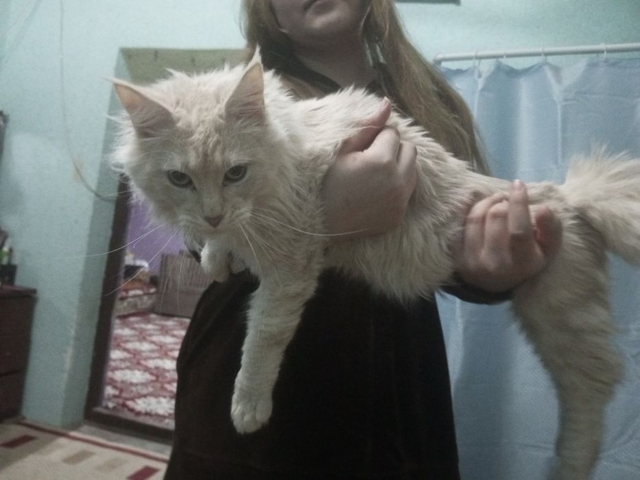 Мийикун угил бола