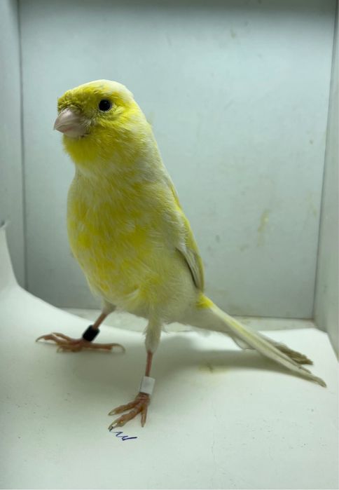 Kanareyka канарейка nar moda