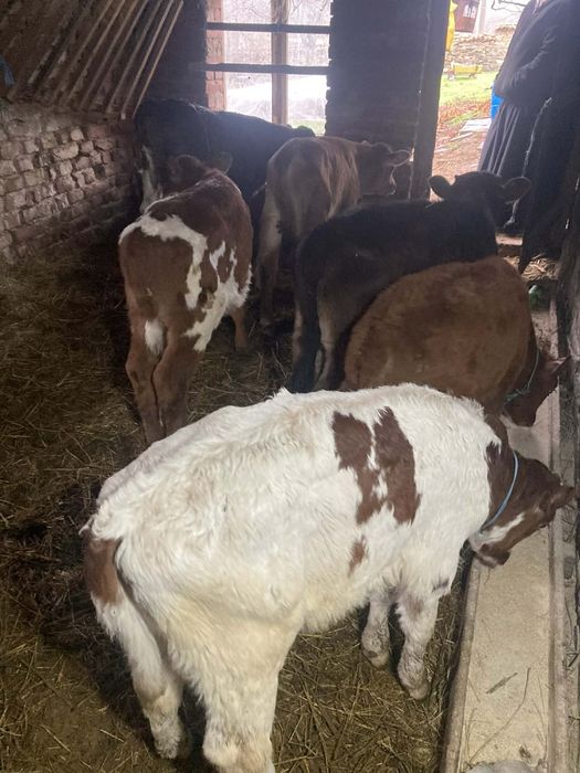 Продавам шест мъжки месодаини  телета