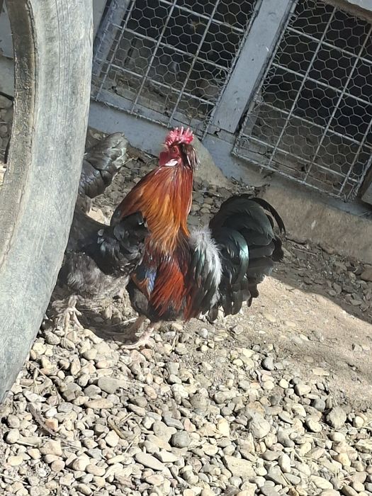 Moțat  Barbos familie 3+1