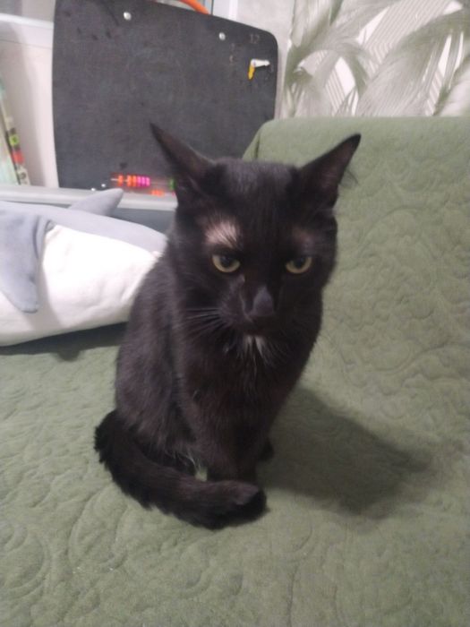 Отдам кота в добрые руки