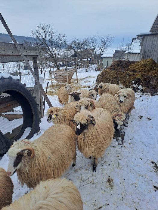 Vând oi bune tinere
