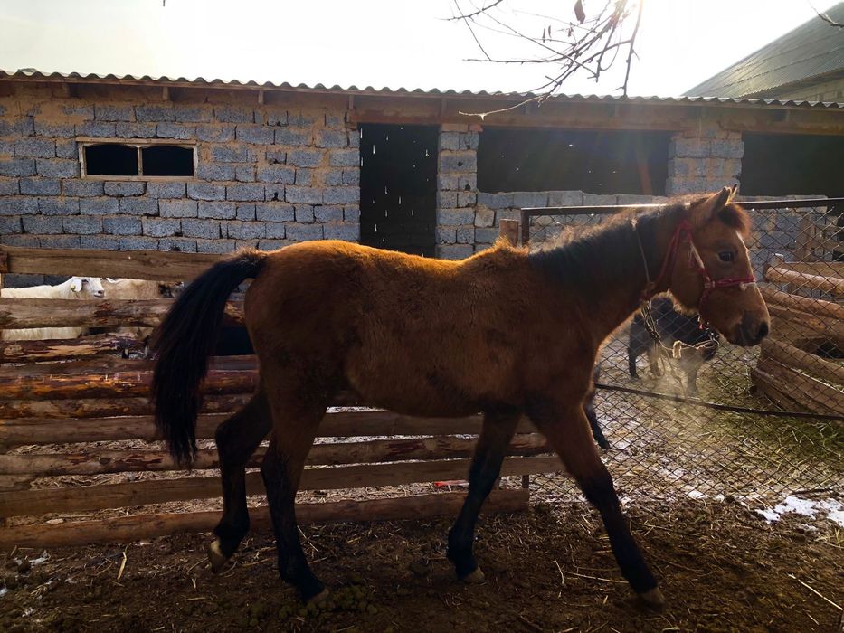 Жылкы тай.     .