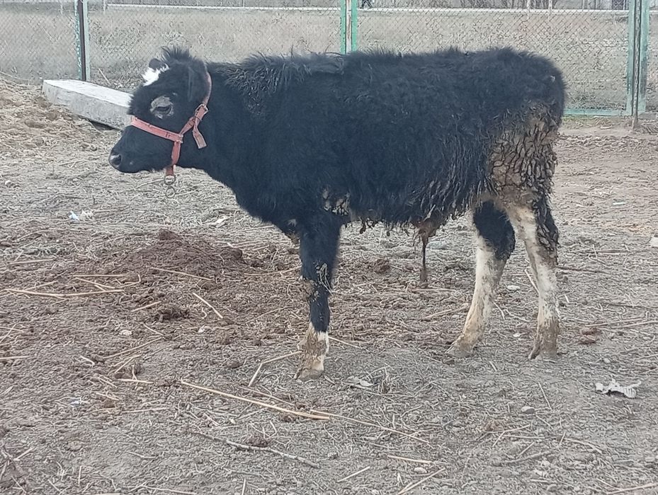 Бука сатылады семыз