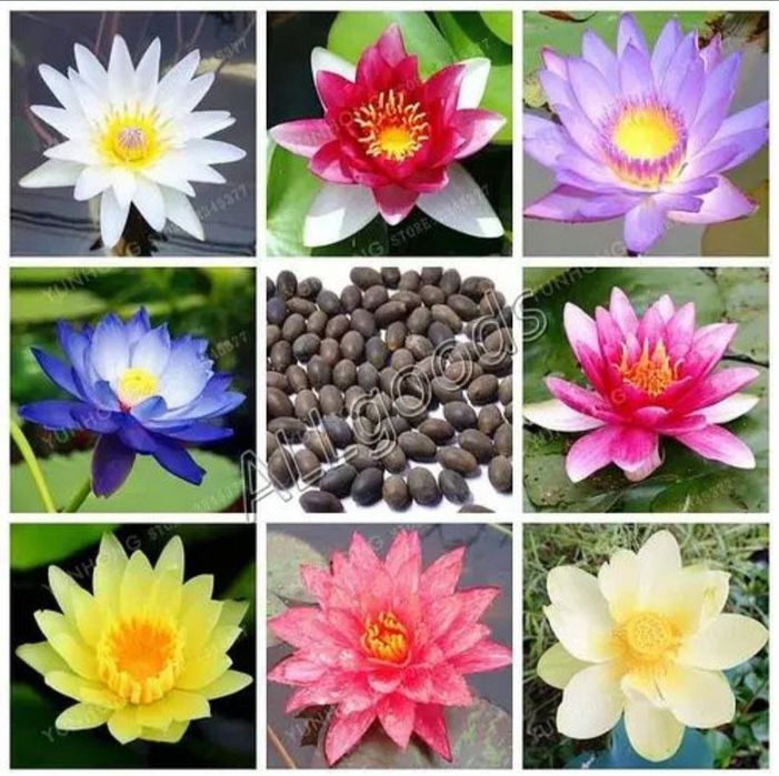 Семена лотоса,  нилуфар гул