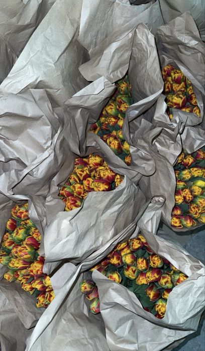 Свежие тюльпаны оптом и в розницу