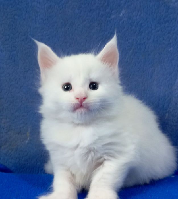 Продам котят Мейкун