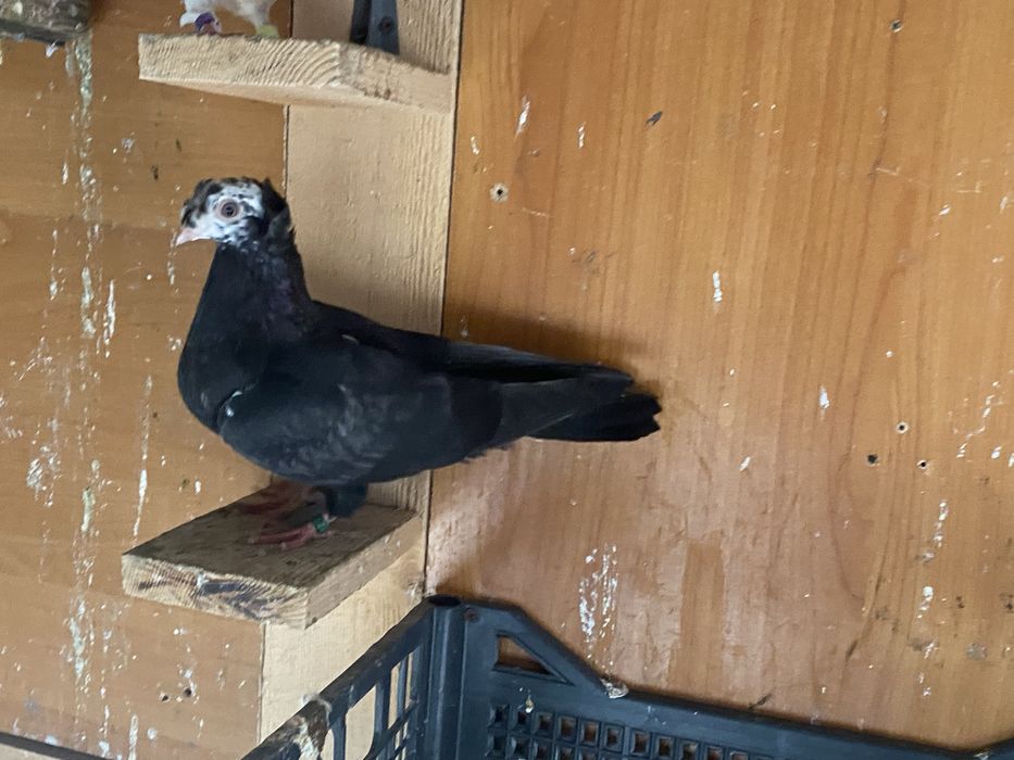 Jucator bimotat de ardeal