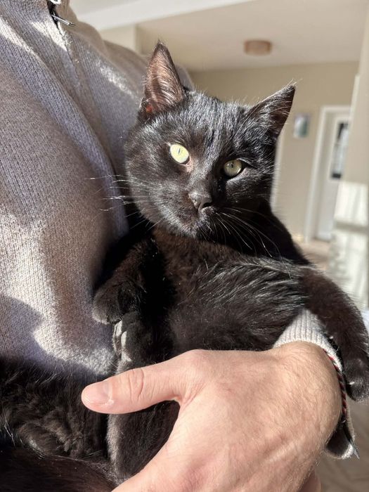 Коте Пепър търси своя дом