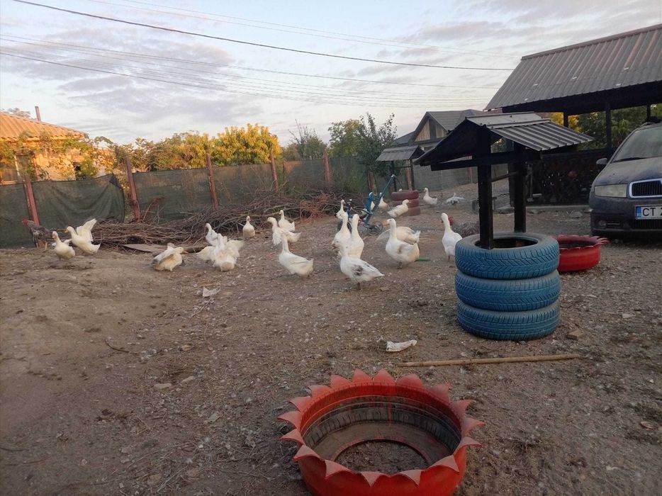 Vand rate pekin viu preț 30 lei /kg tăiat 35/kg lei de anul asta,rate mute boboci  20 lei buc pentru mai multe detalii sunați la Nr 0760071425