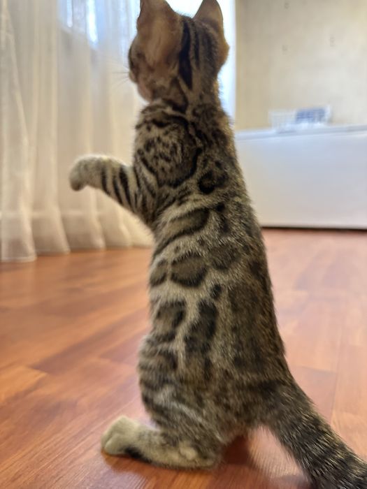 Котенок бенгальский 2 мес с родословной