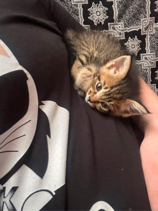Котенок девочка
