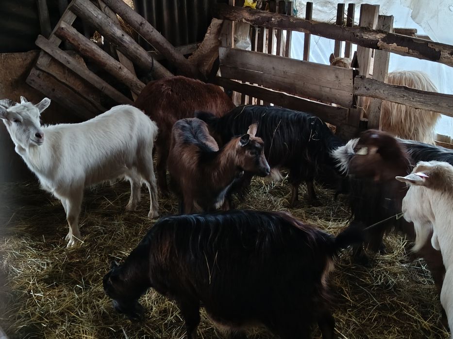 Vând 6 capre tinere