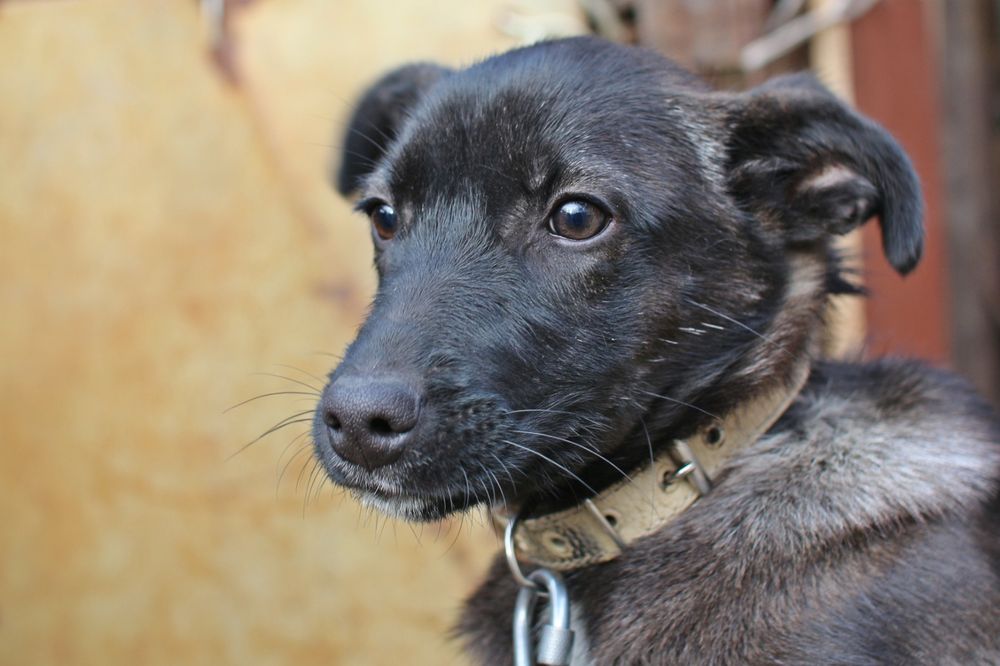 Щенок в добрые руки бесплатно