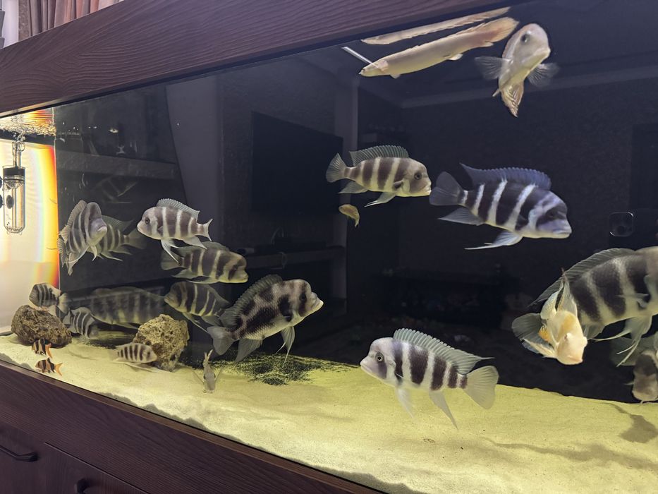 Аквариум) чистый в отличном состоянии).  Рыбы Фронтозы 20+см