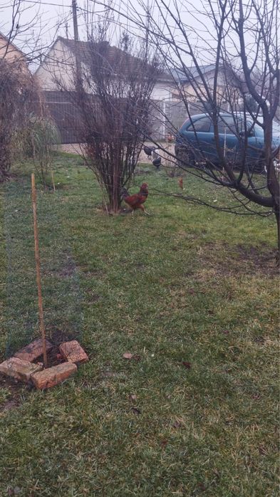 Vand cocosi ameraucana de 3,5 luni