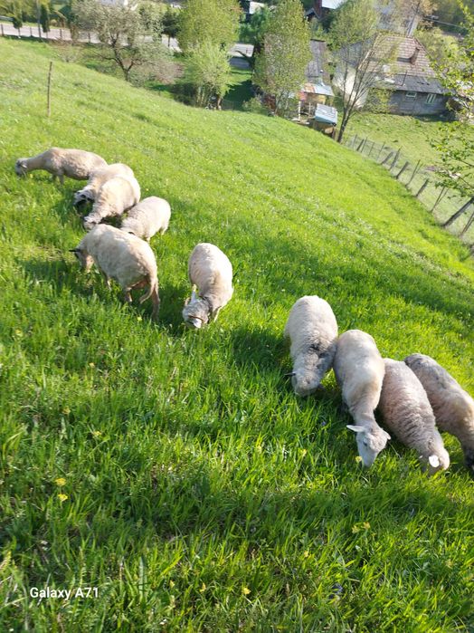 Vand oi 6 buc 3 oi cu miei mari si 3 carlane