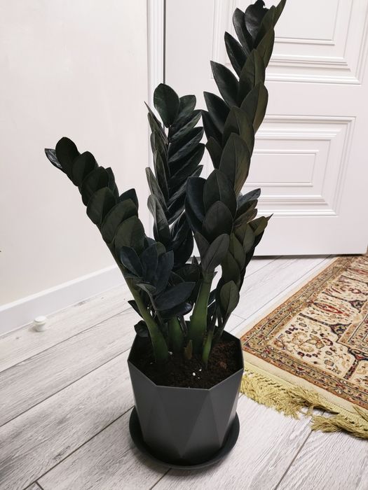 Цветы комнатные . Доставка