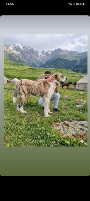 Щенок алабая 36 дней