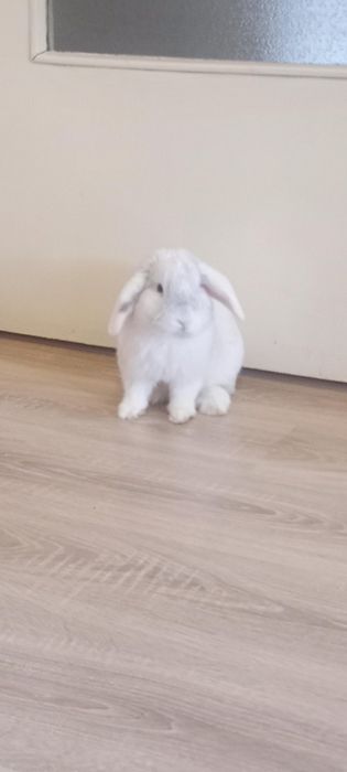 Подарявам зайче! с клетка!