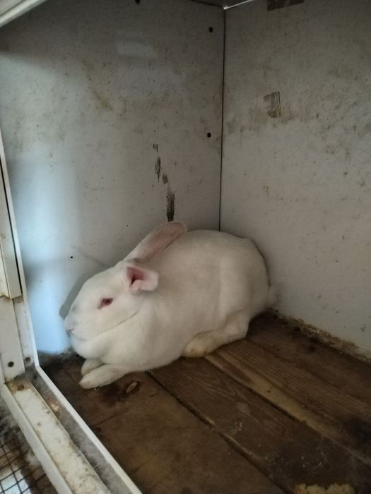 6 ойлик кизбола куйон
