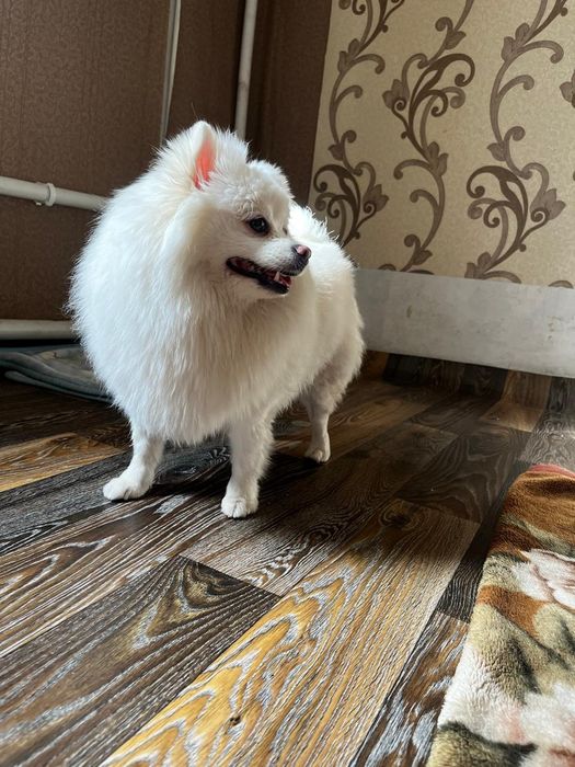 Белые щенята шпицули