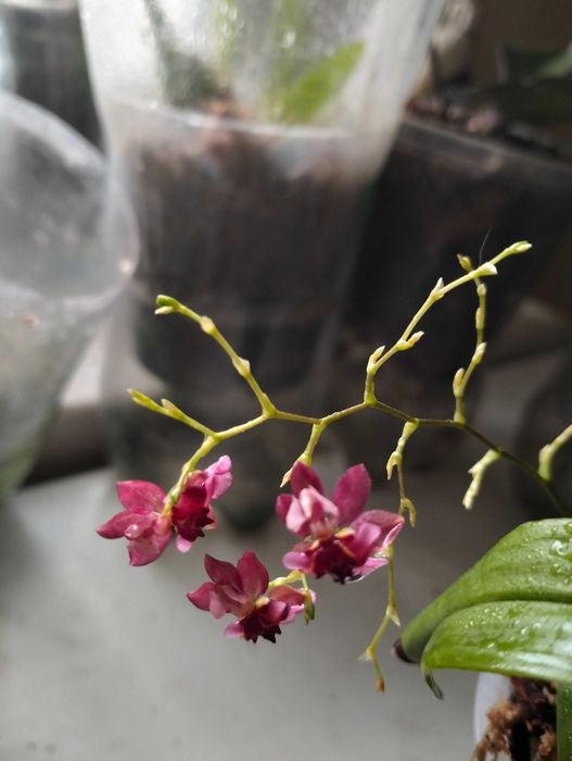 Орхидея онцидиум темный цвет