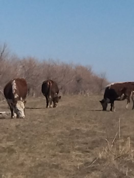 7 бас бұзаулы сиыр сатылады