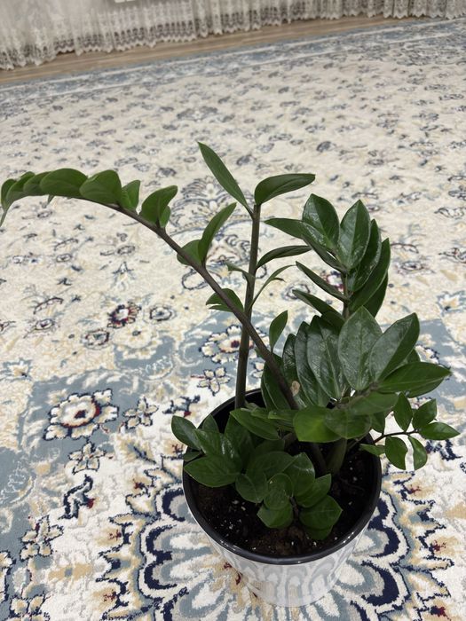 Продаю цветы 5штук