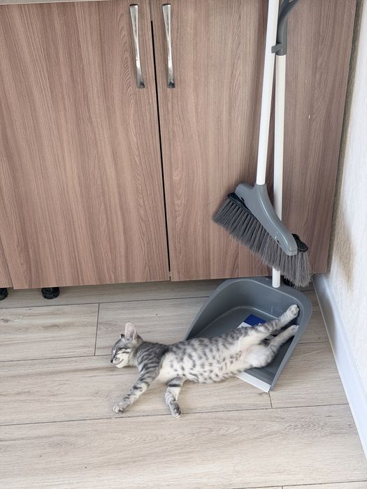 Котенок подросток