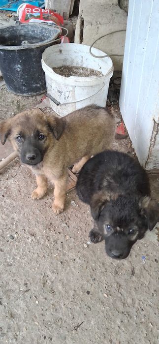 Donez pui ciobanesc german