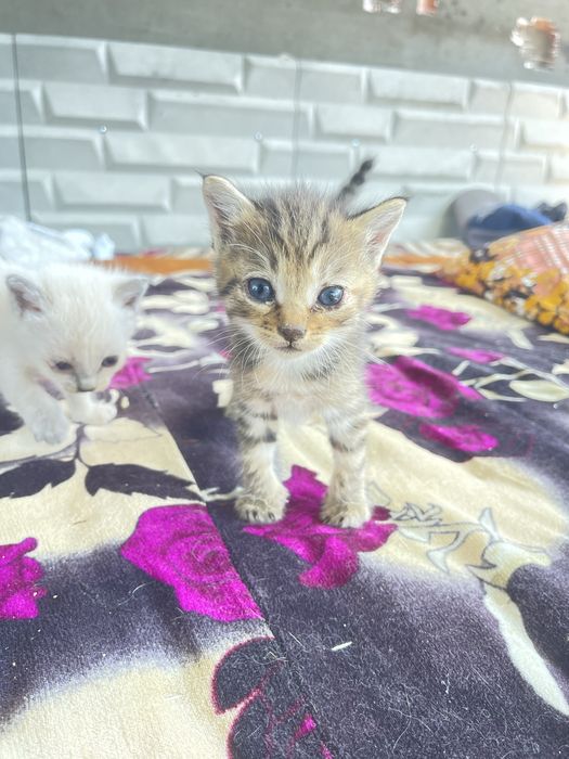 Кошка есть кому интересно