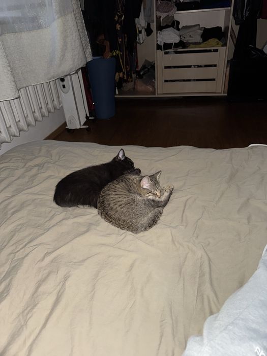 котята 3-4 месяца