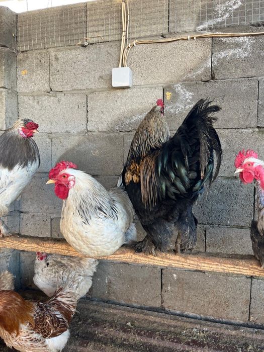 Петухи полубрам