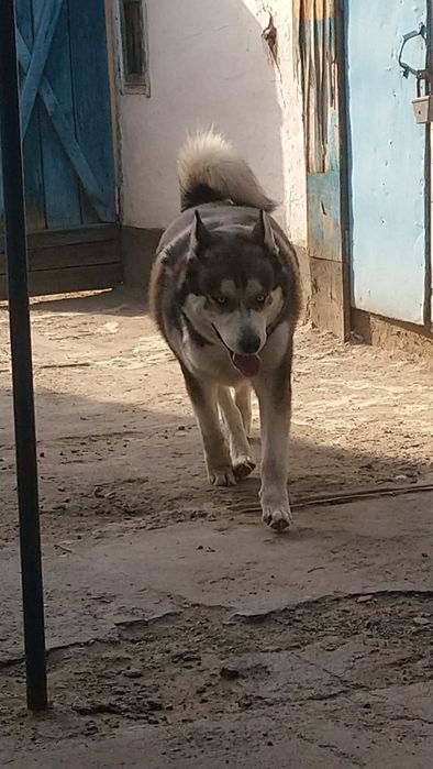 Животные, собаки