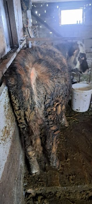 Продам бычка 8 месяцев