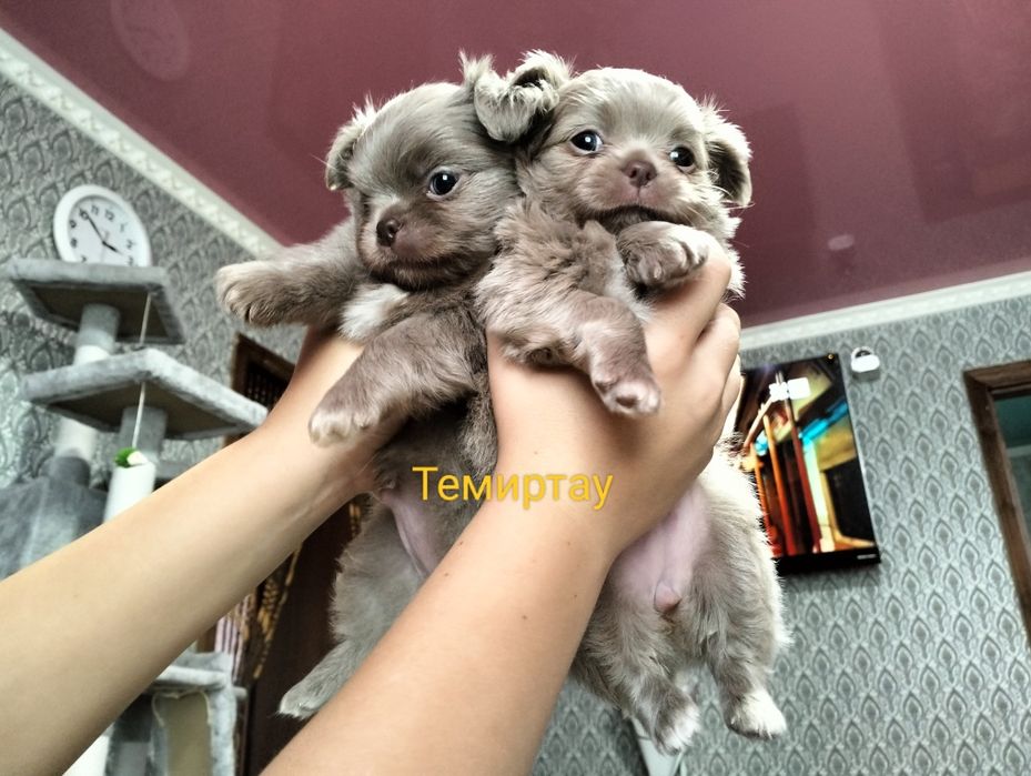 Вязка. Кобеля Чихуахуа