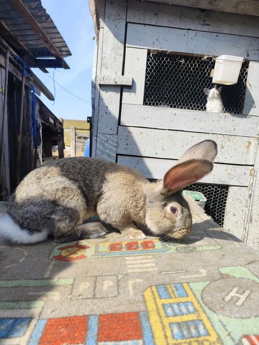 Vând cușcă și iepuri