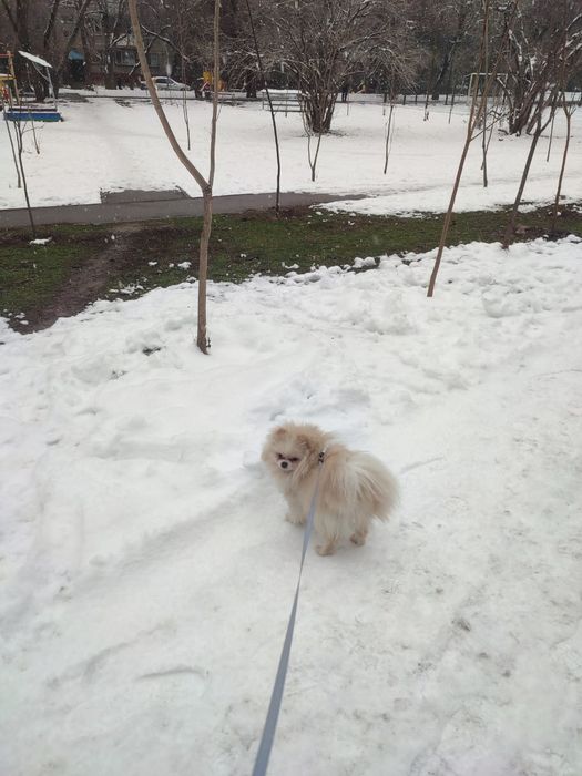 Продам померанского шпица